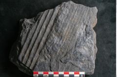 Foto (Detailansicht) von Sigillaria davreuxii Brongniart (NHMW-GEO-2024-0188-11089)
